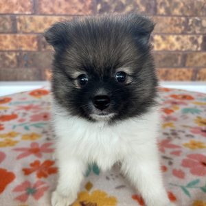Baylor(Male)Pomerian Baylor(Male)