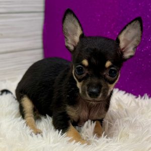Chantilly(Female)Chihuahua Chantilly(Female)