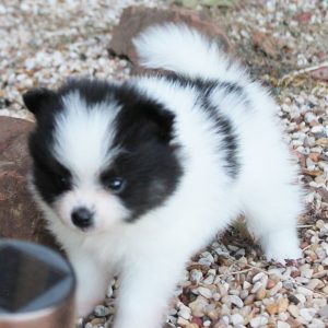 Constance(Female)Pomerian Constance(Female)