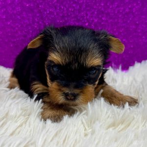 Fallon(Female)Yorkie Fallon(Female)