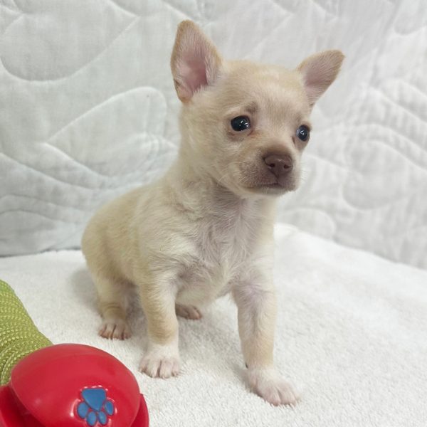 Harper(Male)