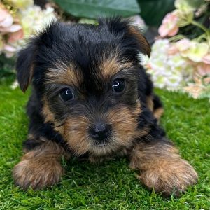 Jason(Male)Yorkie Jason(Male)
