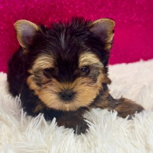 Kora(Male)Yorkie Kora(Male)