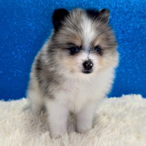Olson(Male)