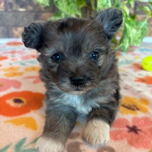 Tilly(Female)
