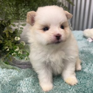 Tony(Male)