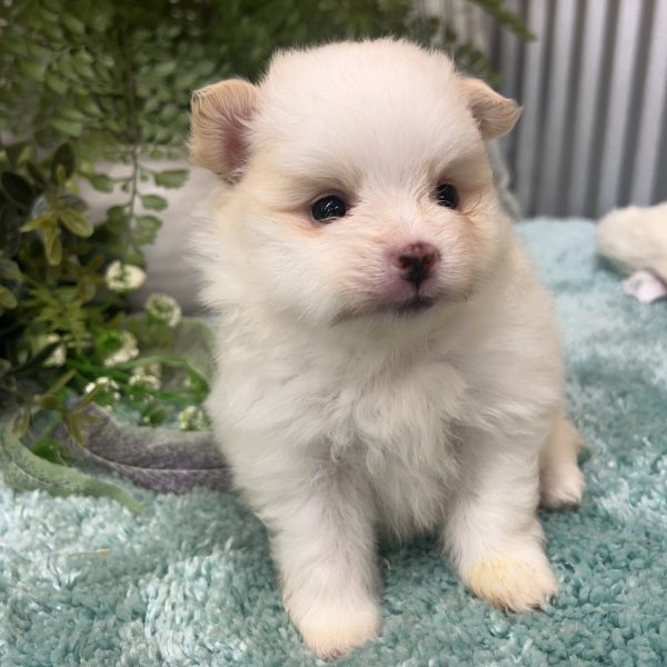 Tony(Male)