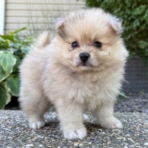 Tyson(Male)