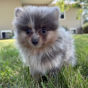 Wyatt(Male)